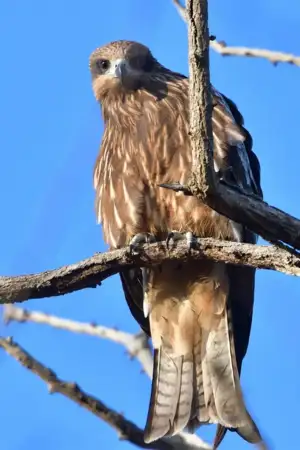 Ministério Público abre inquérito à morte de 20 milhafres-reais na Guarda
